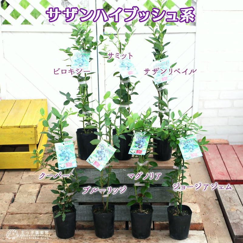 ブルーベリー【選べる品種】『サザンハイブッシュ系』（2年生）3.5号